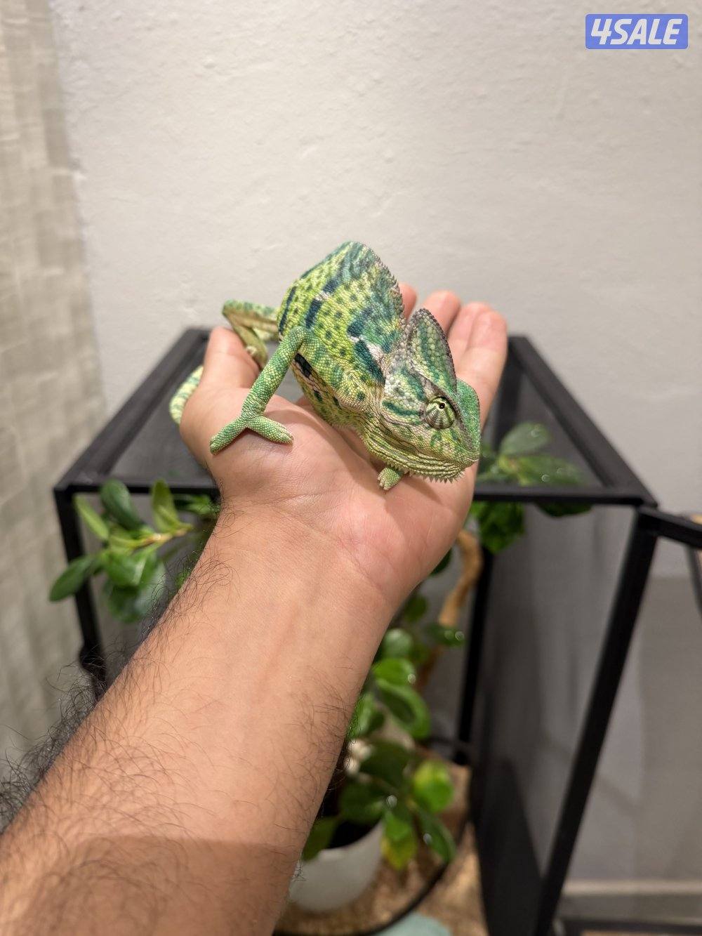 جوز حرباء المتحجبة10