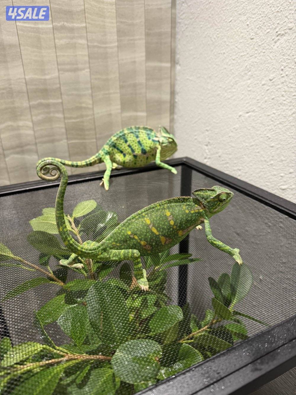 جوز حرباء المتحجبة11