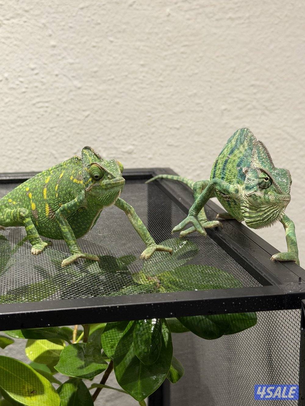 جوز حرباء المتحجبة12