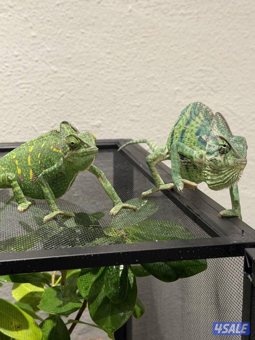 جوز حرباء المتحجبة13