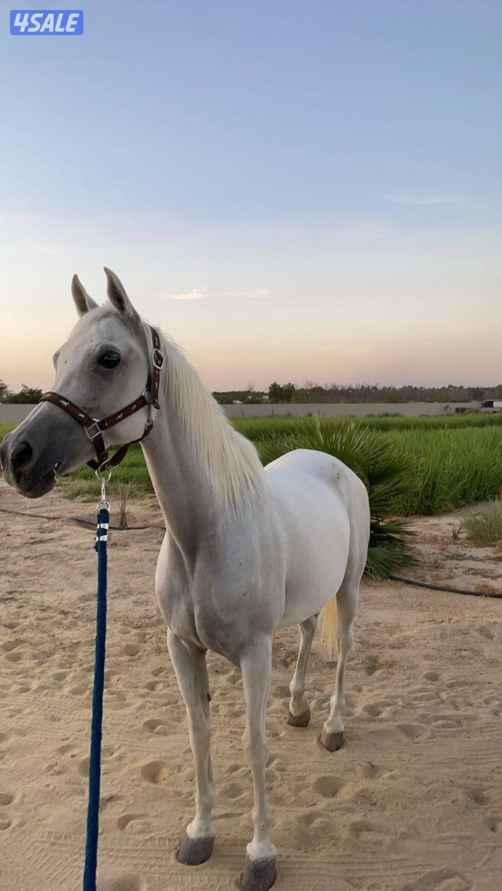 فرس مكس لاقح فاخره1