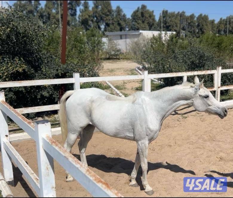 فرس مكس لاقح فاخره2