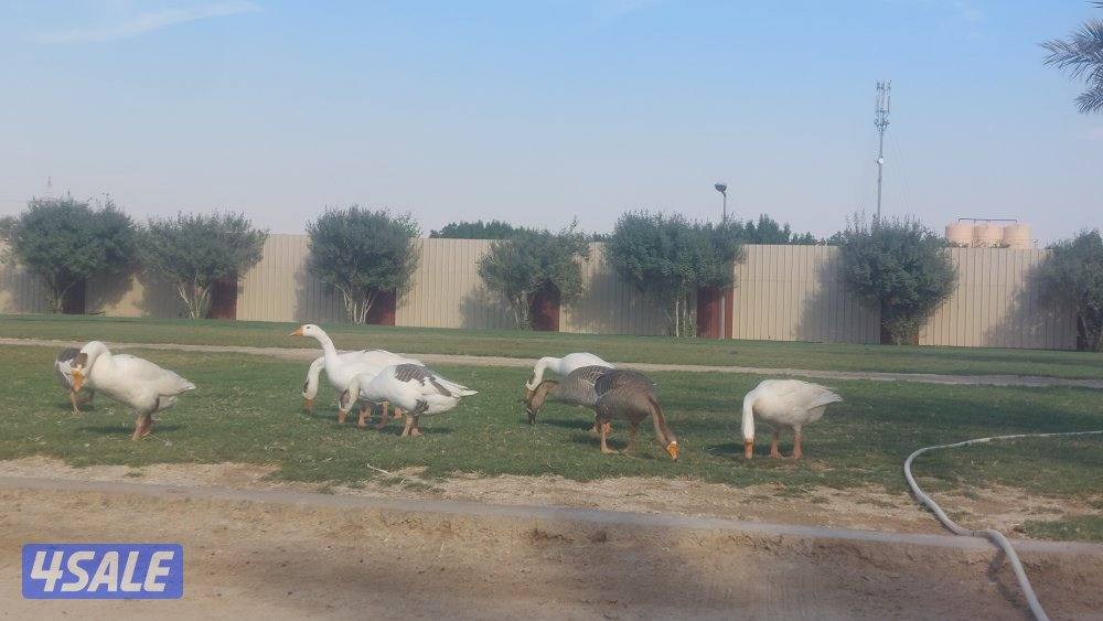 للبيع اوز ازواج ومفرد0