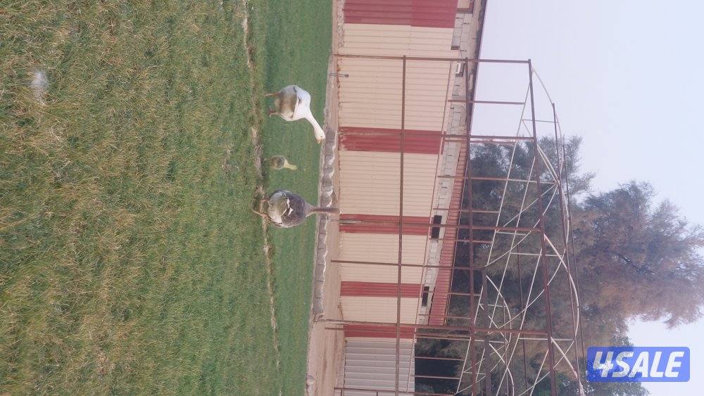 للبيع اوز ازواج ومفرد2