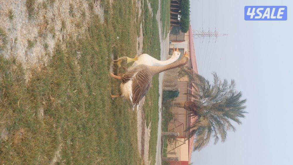 للبيع اوز ازواج ومفرد3