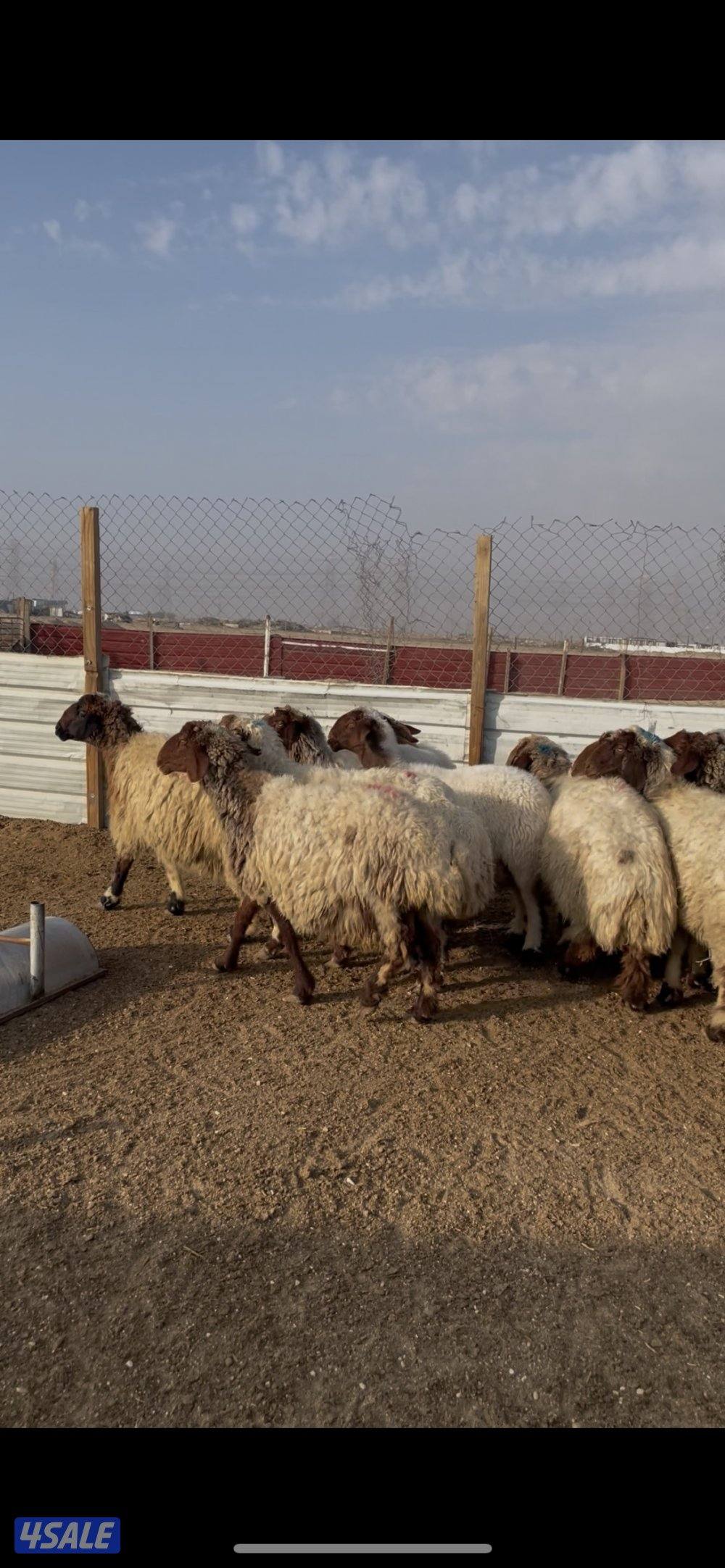 للبيع غنم نعيم طيبه العدد١٩ راس سن وديدمتخلى من ضريع0