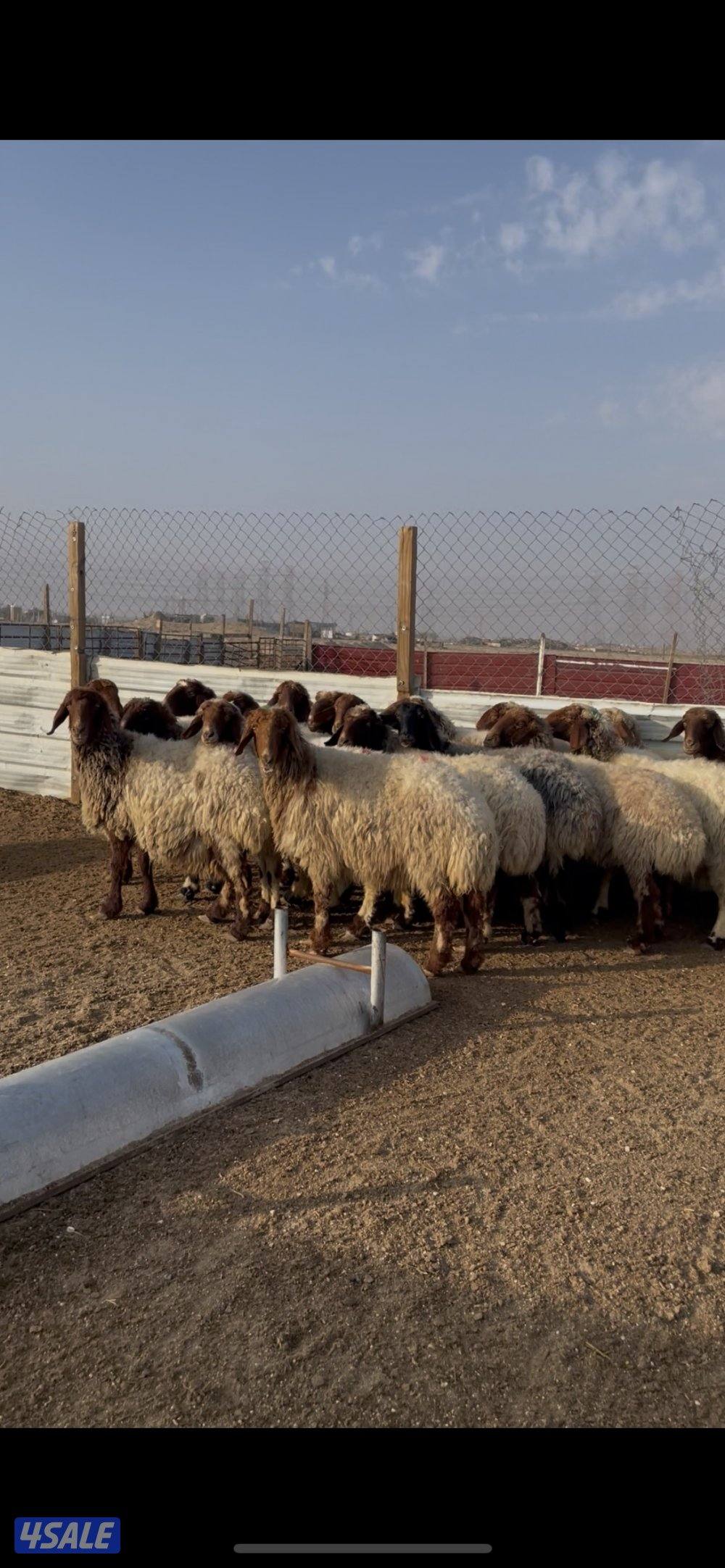 للبيع غنم نعيم طيبه العدد١٩ راس سن وديدمتخلى من ضريع1