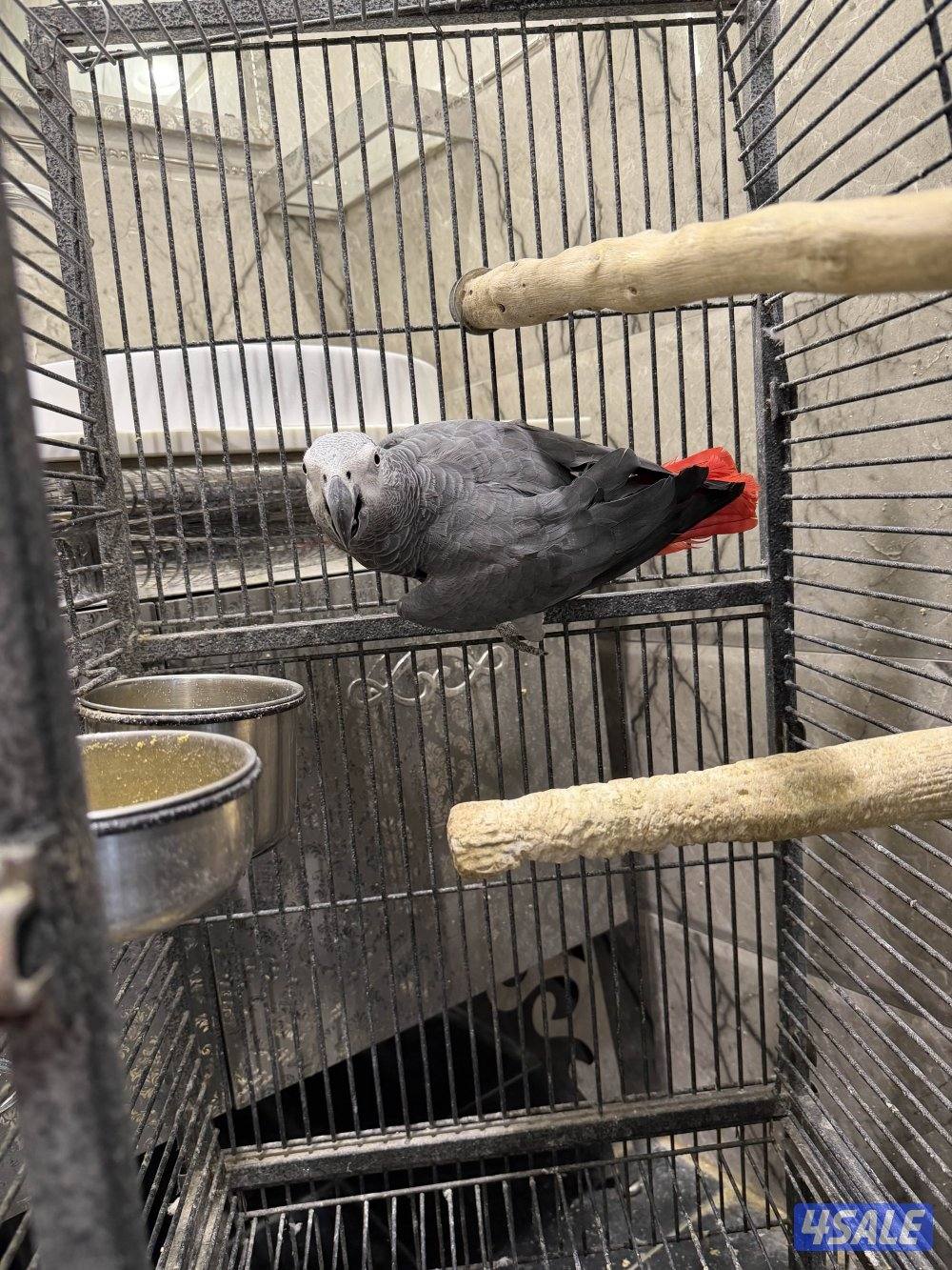 للبيع كاسكو للانتاج محجل1