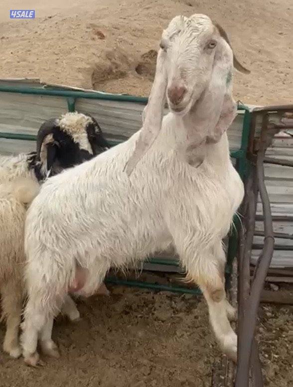 للبيع عنزرباعية ضروبة حليب وطليان 2شفال اولادالكويت اعمارهم4اشهرونص1