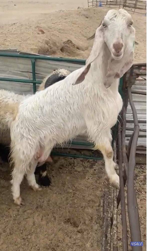 للبيع عنزرباعية ضروبة حليب وطليان 2شفال اولادالكويت اعمارهم4اشهرونص2