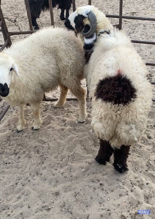 للبيع عنزرباعية ضروبة حليب وطليان 2شفال اولادالكويت اعمارهم4اشهرونص3