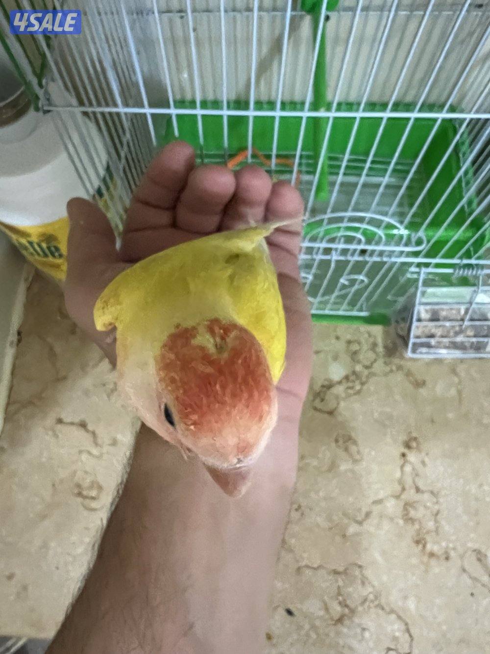 للبيع لوف بيرد0