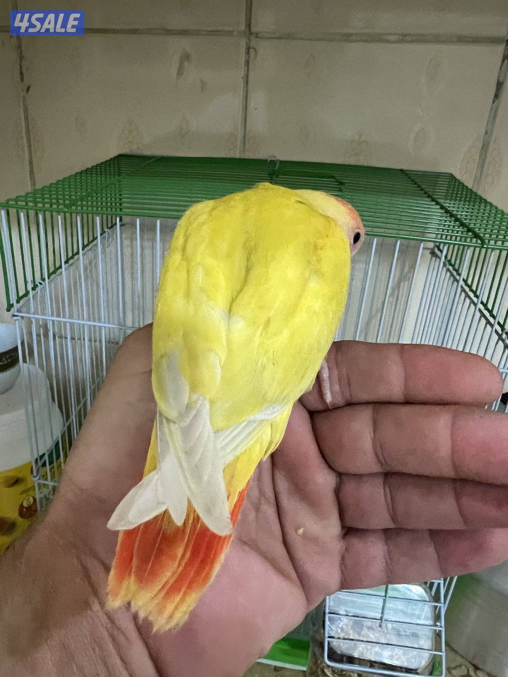 للبيع لوف بيرد1