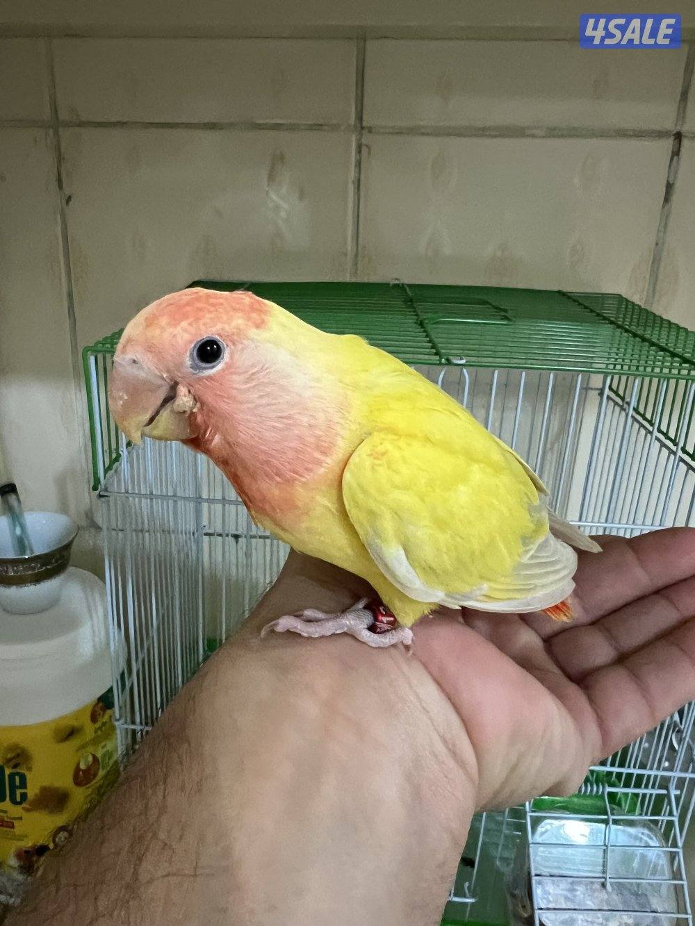 للبيع لوف بيرد3