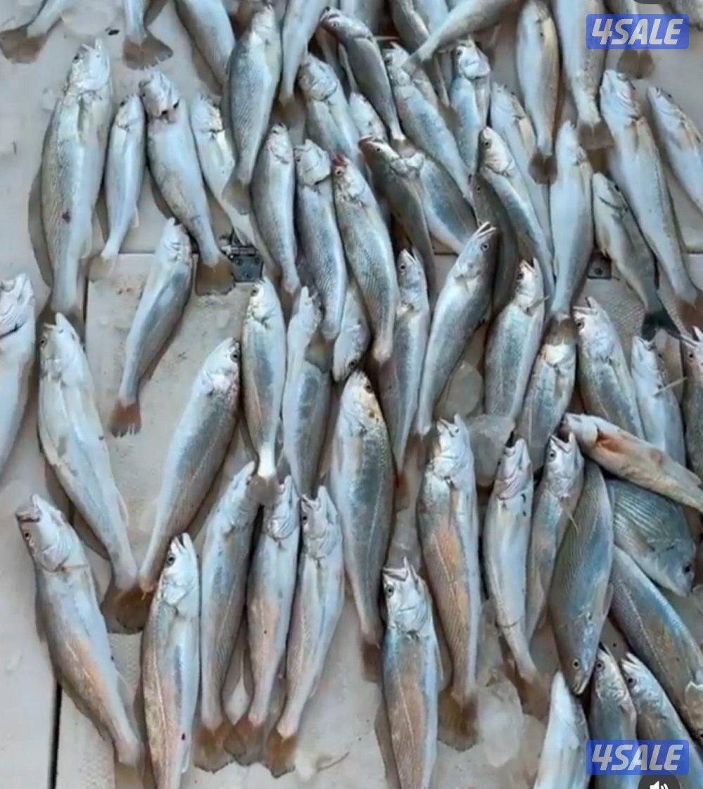 اجار طراد توصيل فيلكا حداق3