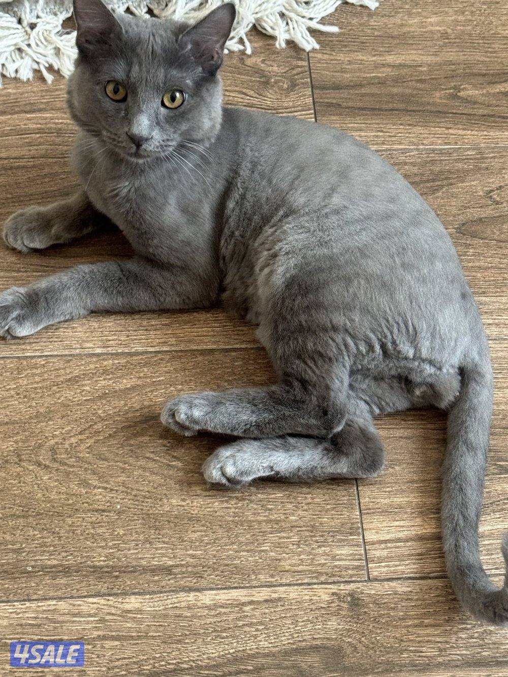 للتبني سكوتش مطعمينه ونظيف وياكل دراي وواد فود ومتعلم على لتر بوكس1