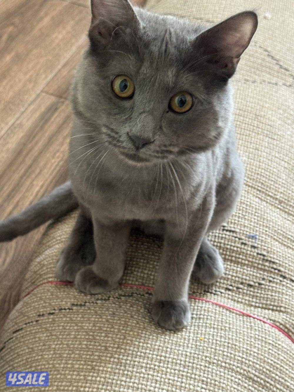 للتبني سكوتش مطعمينه ونظيف وياكل دراي وواد فود ومتعلم على لتر بوكس2