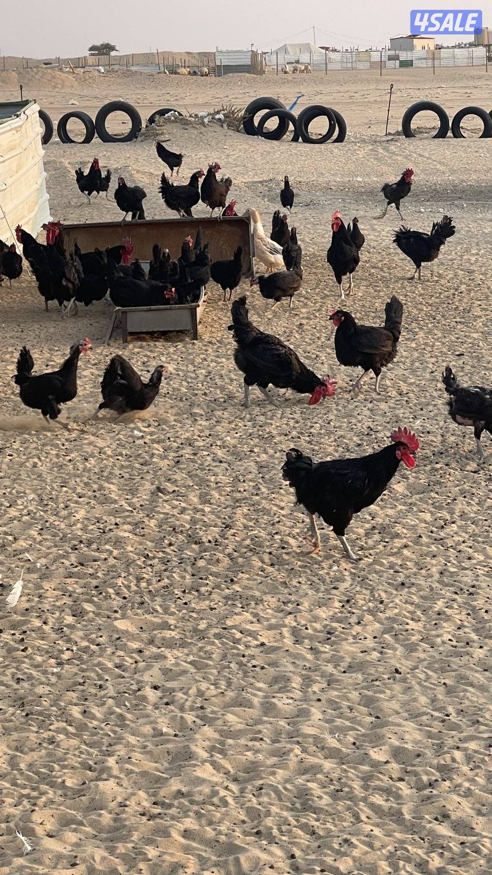 دجاج عربي عقارب0