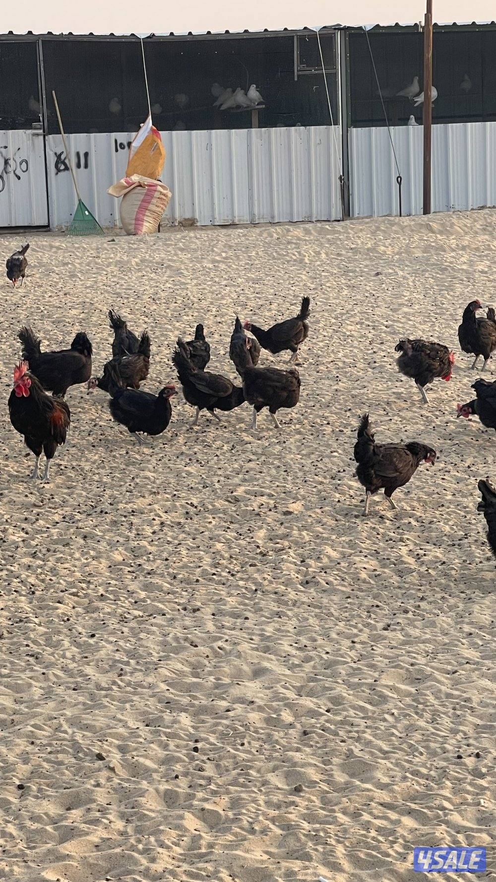 دجاج عربي عقارب1