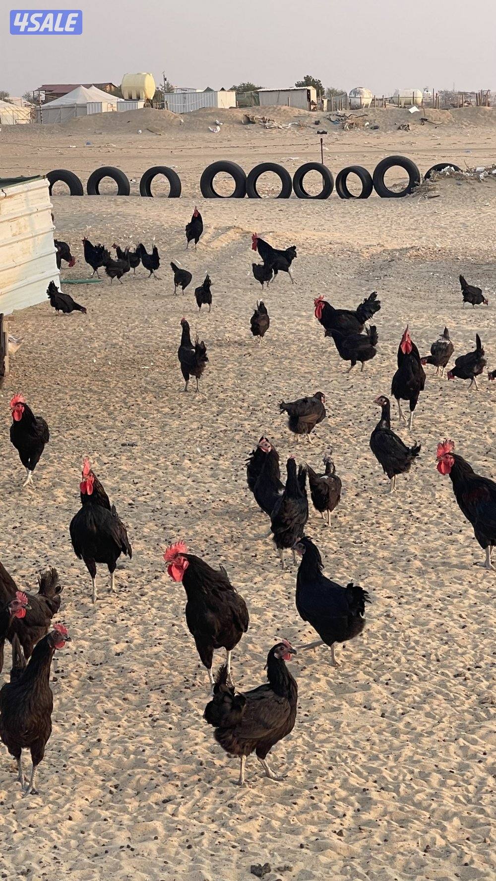 دجاج عربي عقارب2