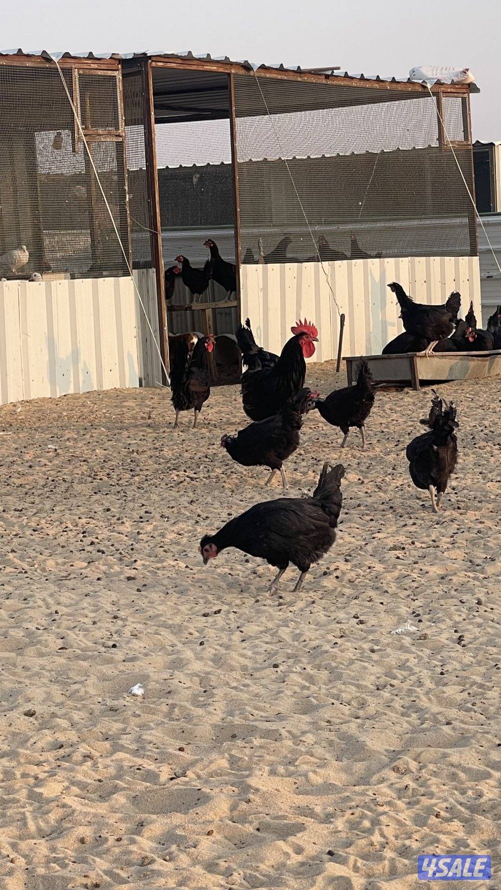 دجاج عربي عقارب3