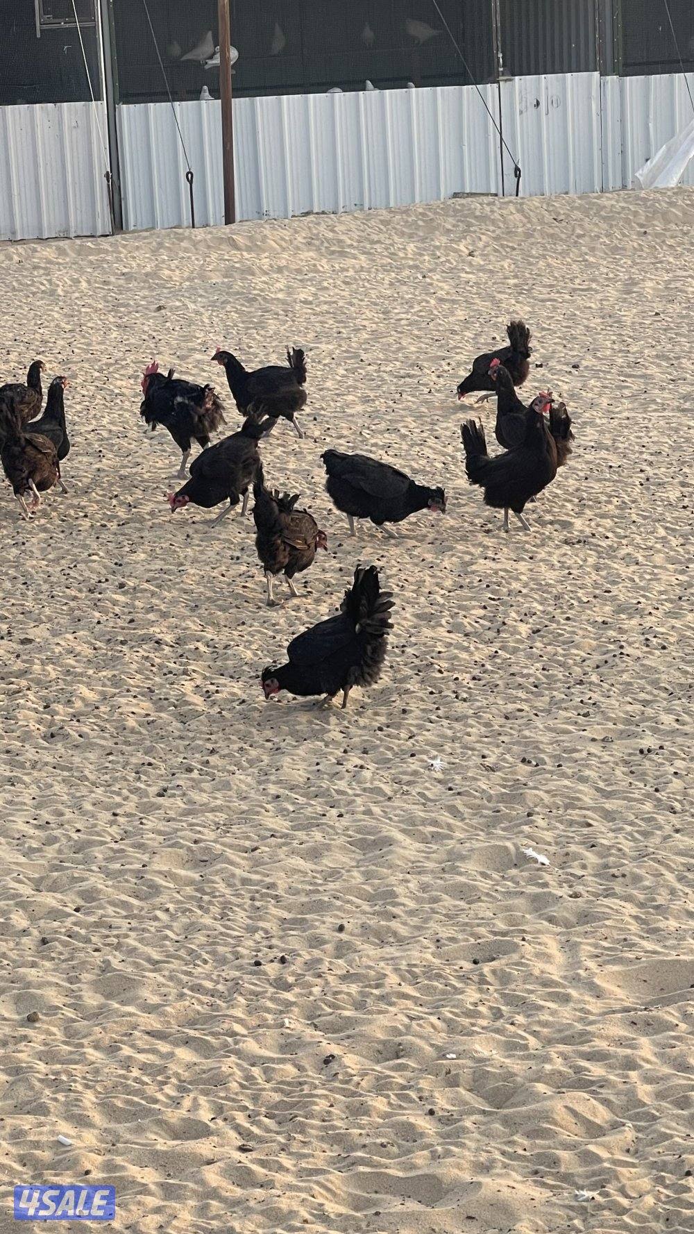 دجاج عربي عقارب4