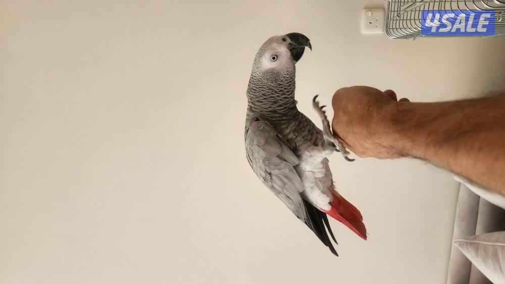 كاسكو مايسكت ونظيف0