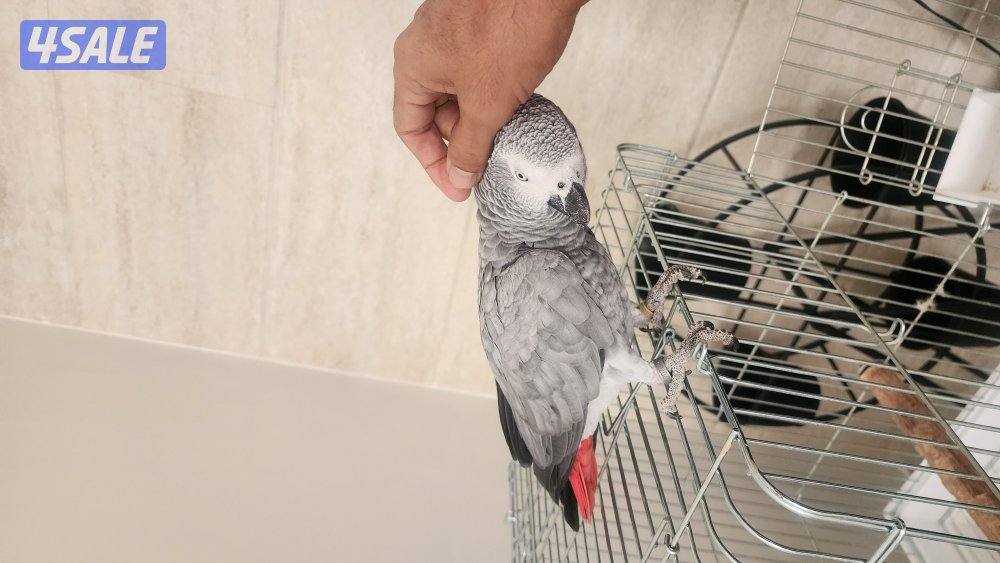 كاسكو مايسكت ونظيف1