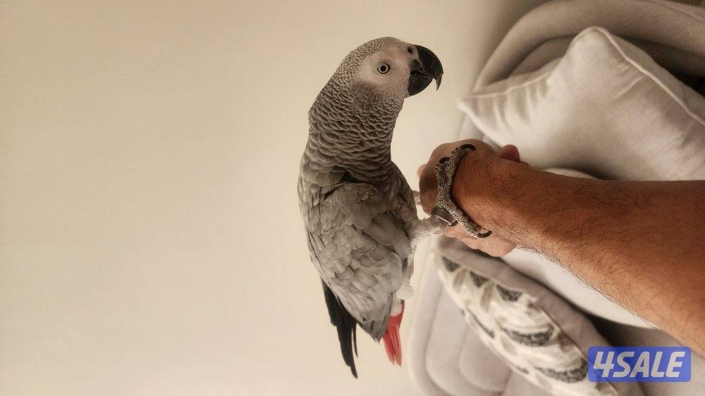 كاسكو مايسكت ونظيف2