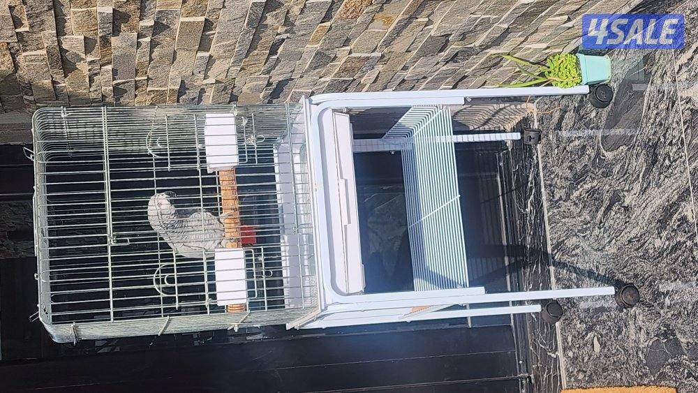 كاسكو مايسكت ونظيف3