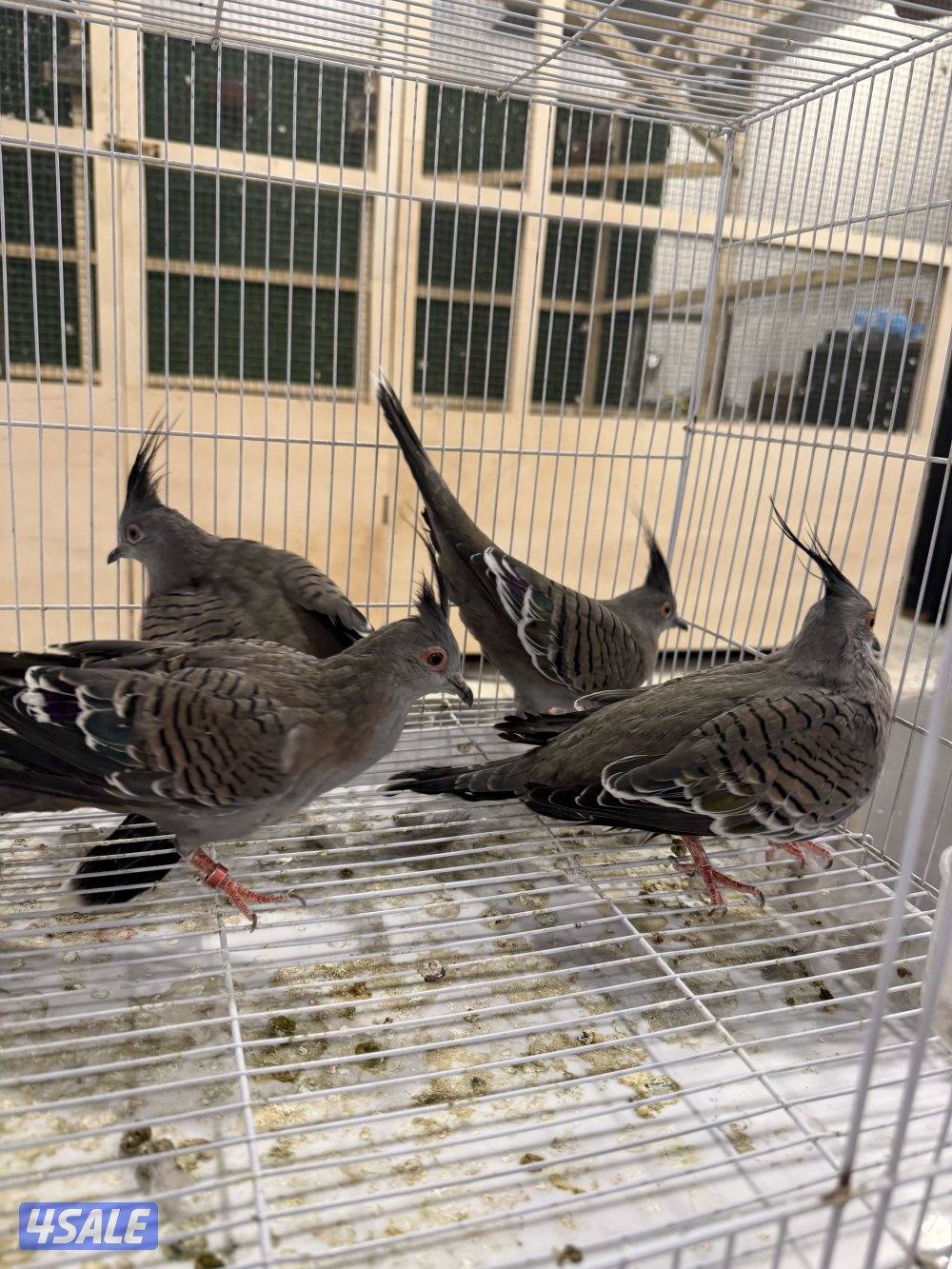للبيع حمام خلخليت + حمام تايلندي + حمام قمري0