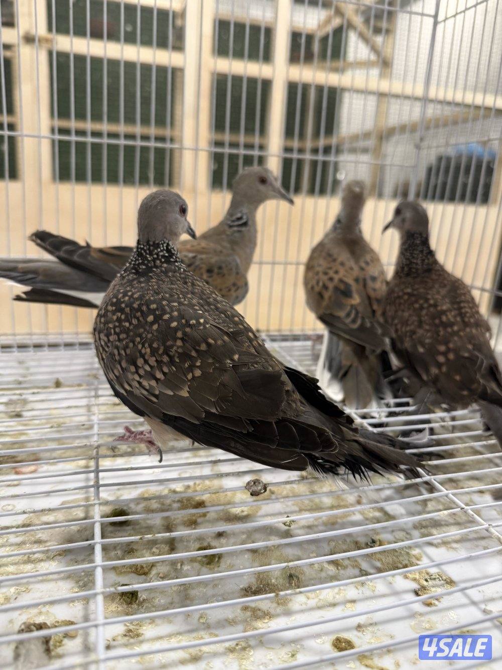 للبيع حمام خلخليت + حمام تايلندي + حمام قمري1