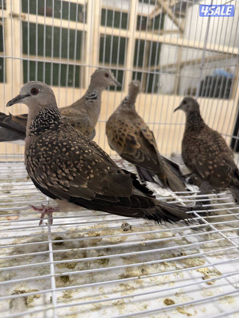 للبيع حمام خلخليت + حمام تايلندي + حمام قمري2