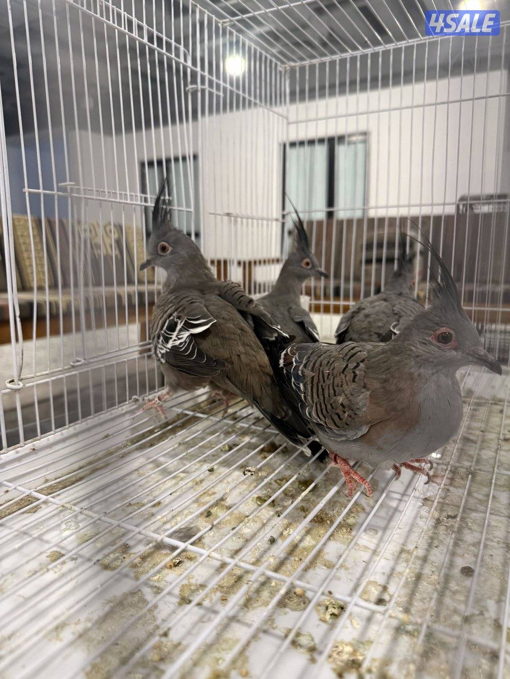 للبيع حمام خلخليت + حمام تايلندي + حمام قمري3