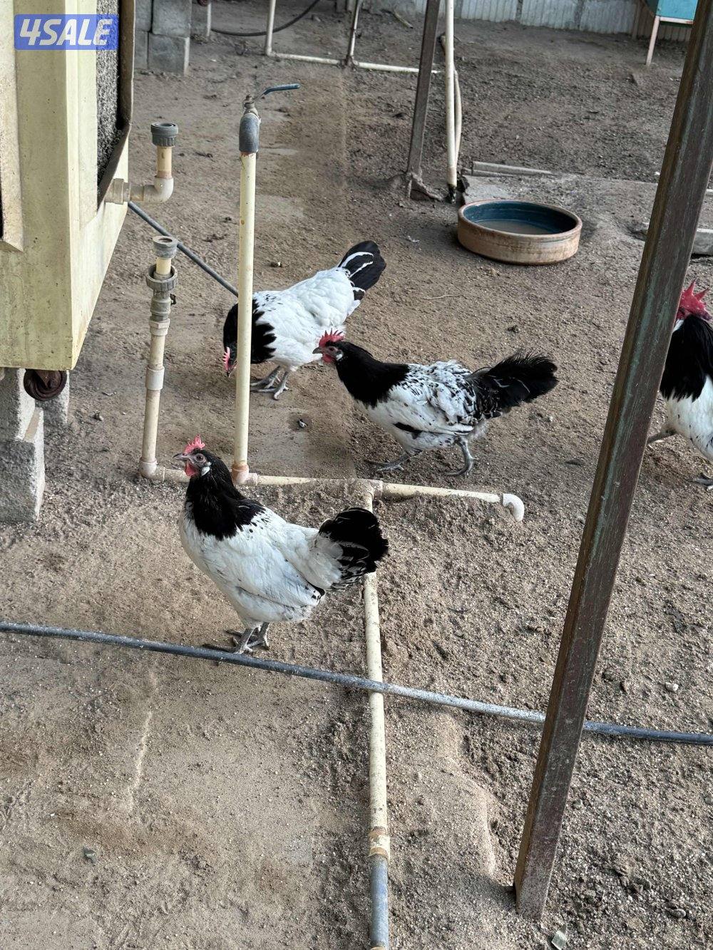 دجاج لكفندر0