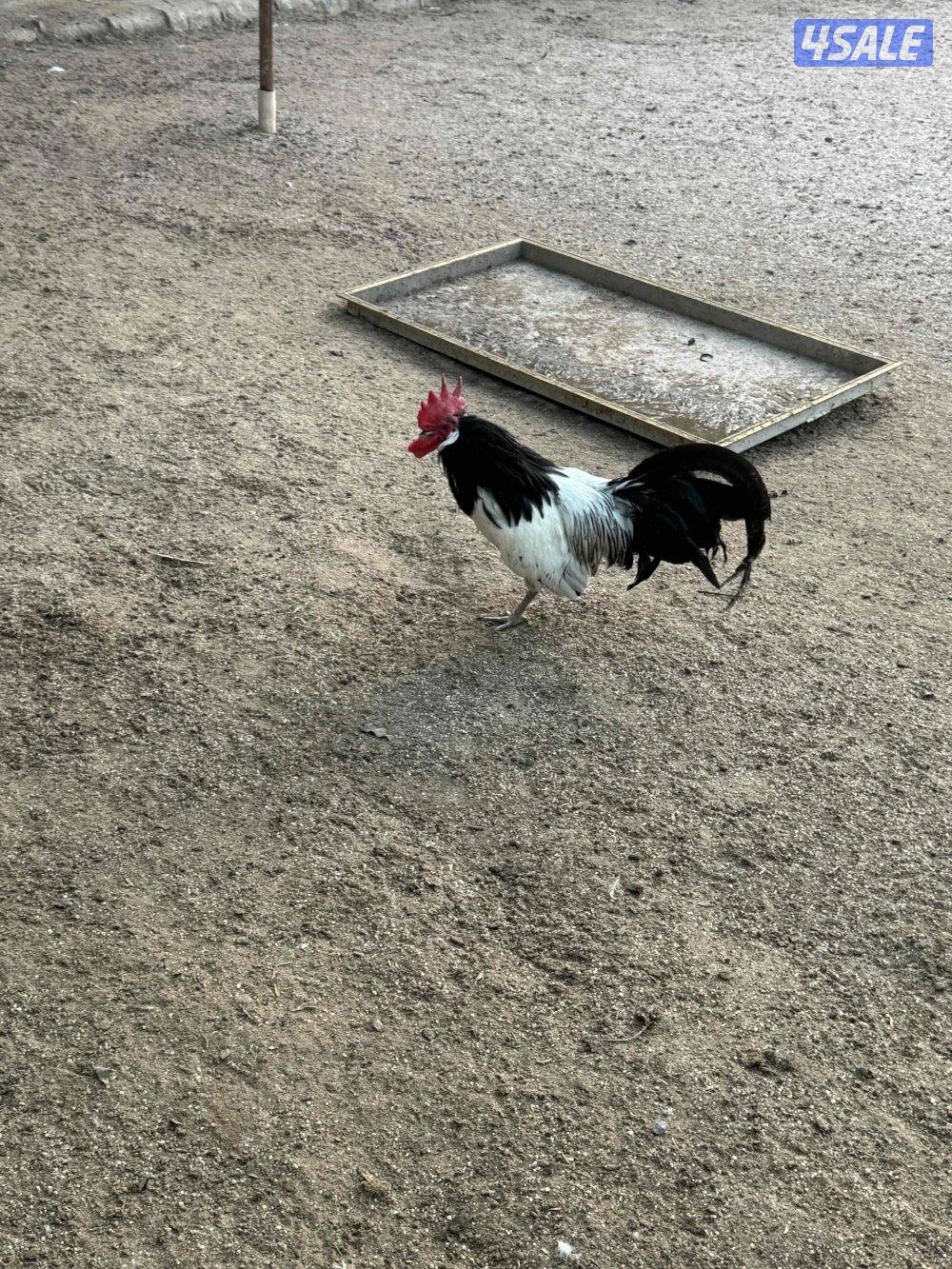 دجاج لكفندر1