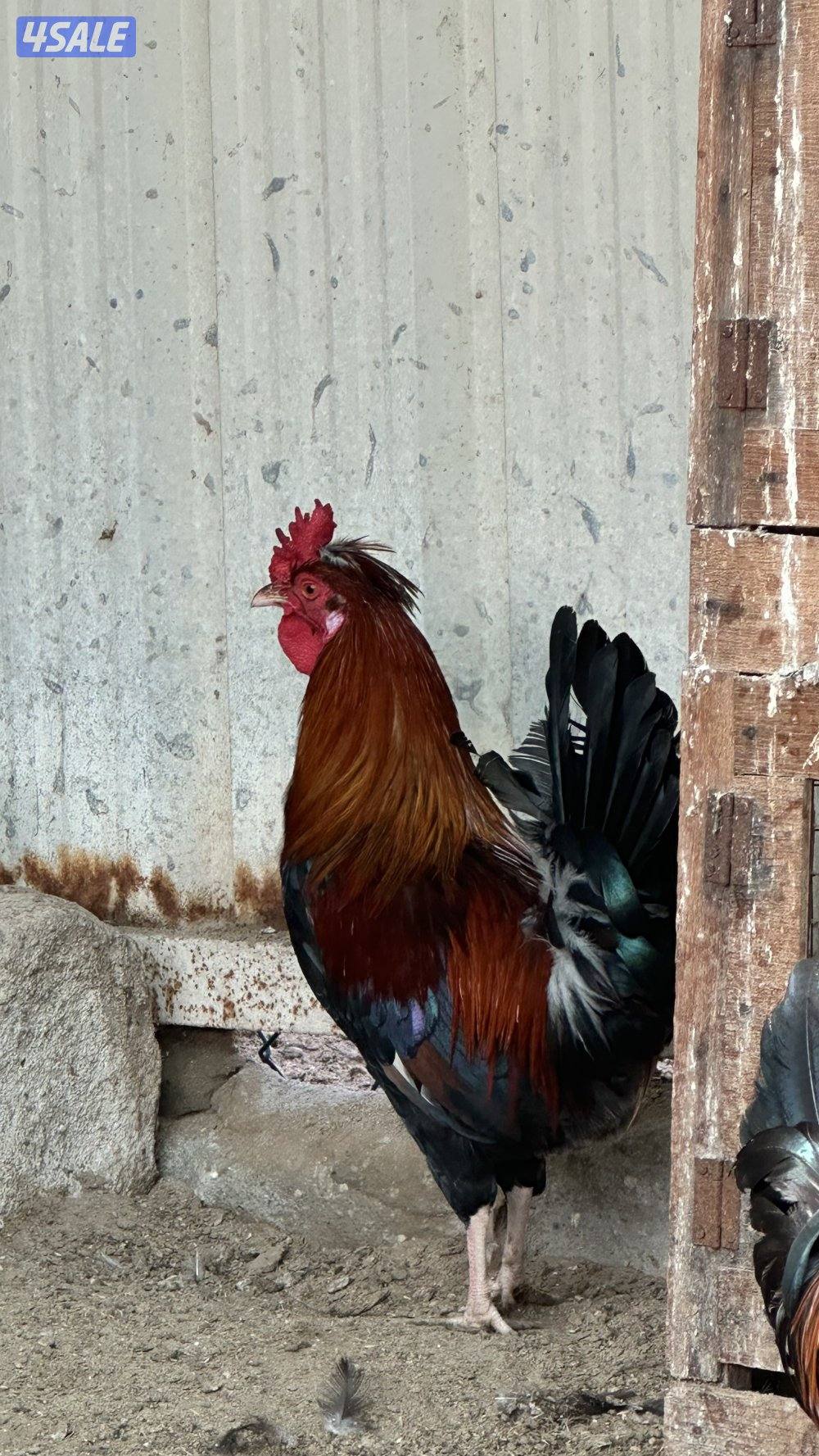 دجاج عربي قديم0