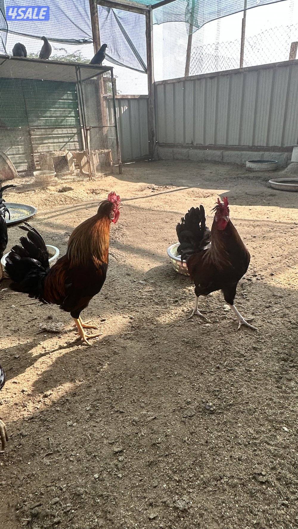 دجاج عربي قديم1