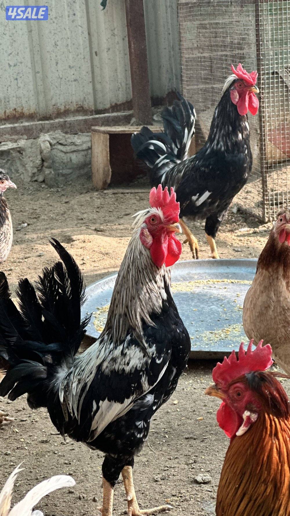 دجاج عربي قديم2