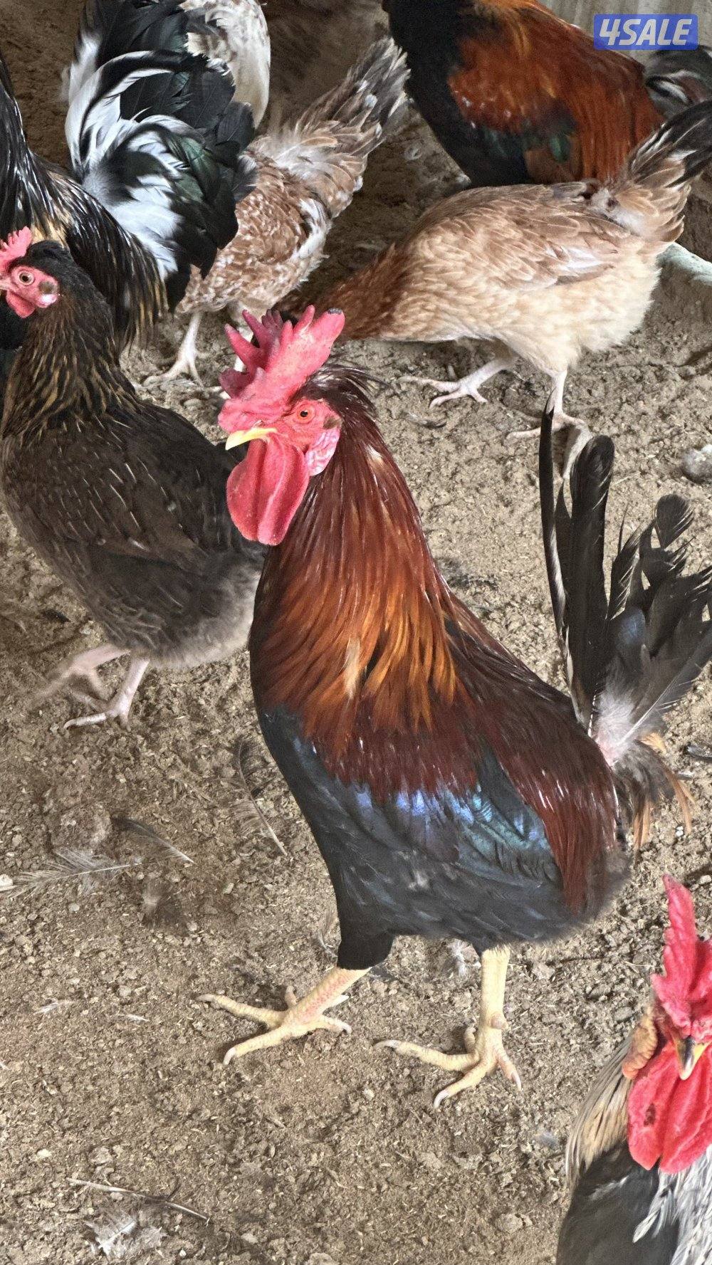 دجاج عربي قديم3