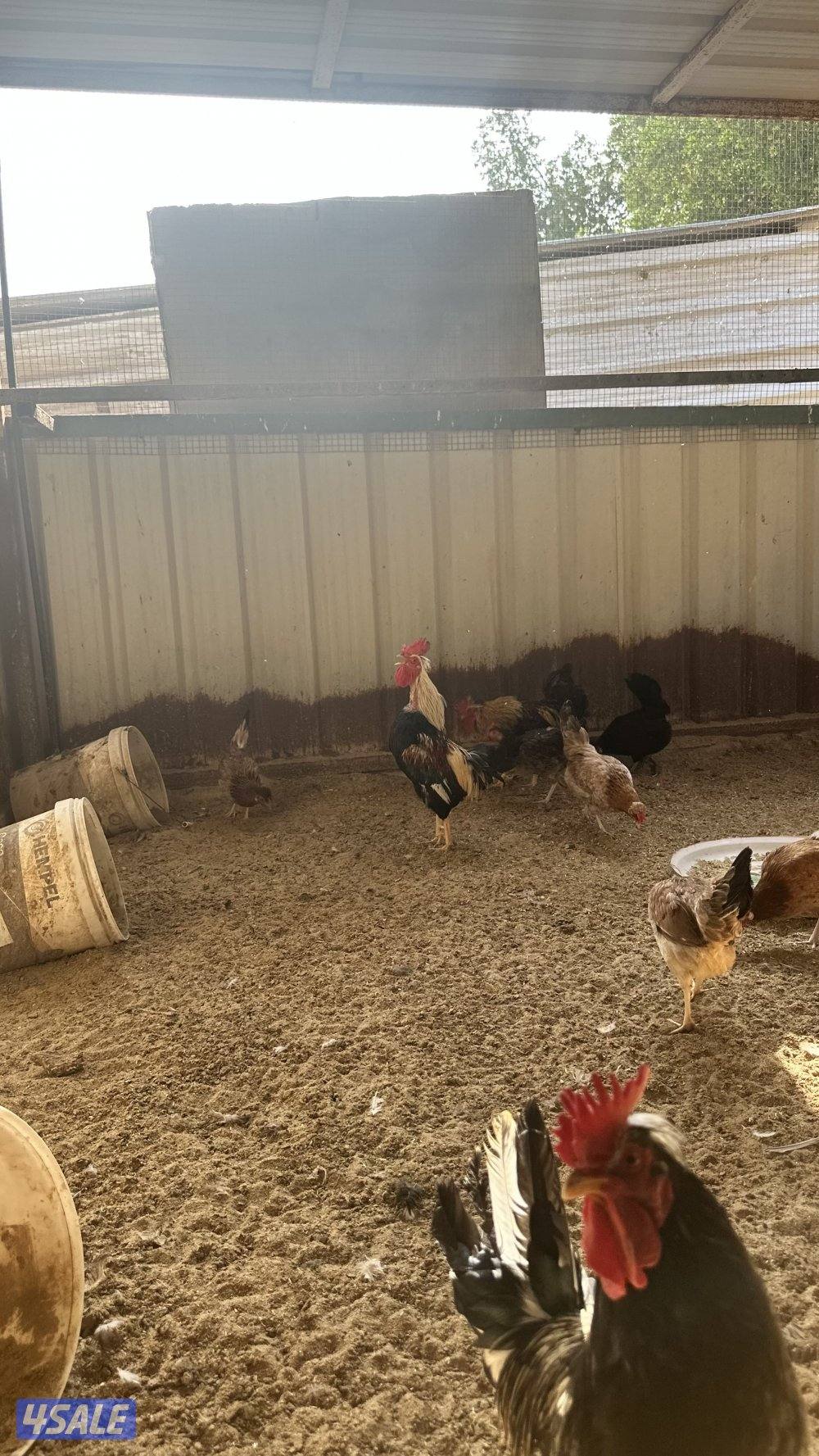 دجاج عربي قديم4