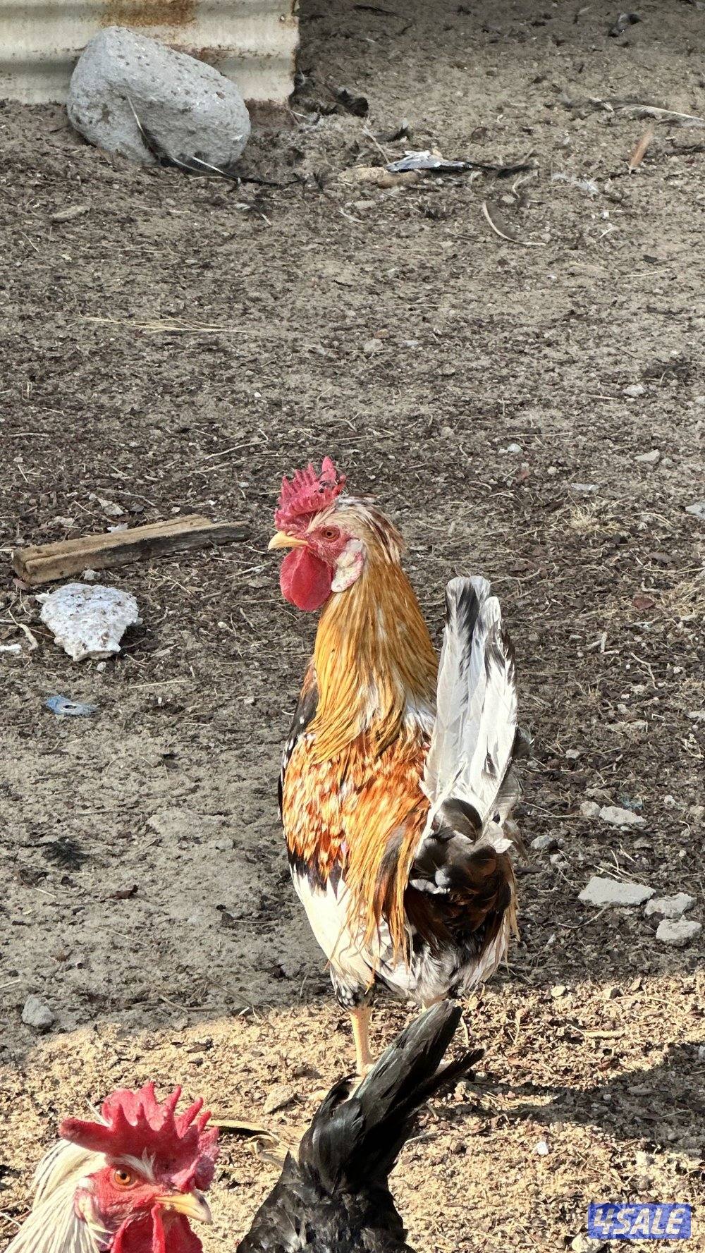 دجاج عربي قديم5