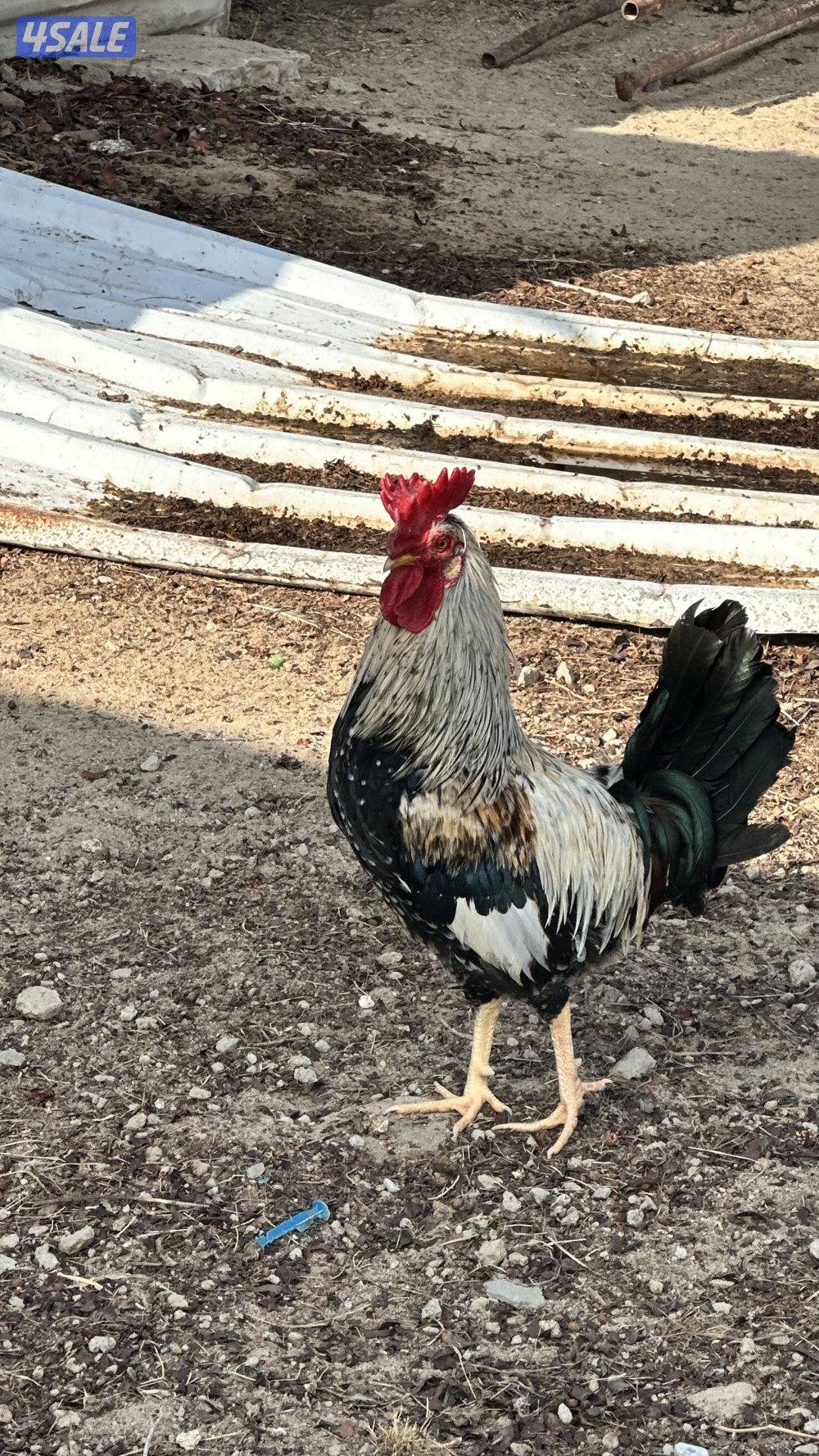 دجاج عربي قديم6