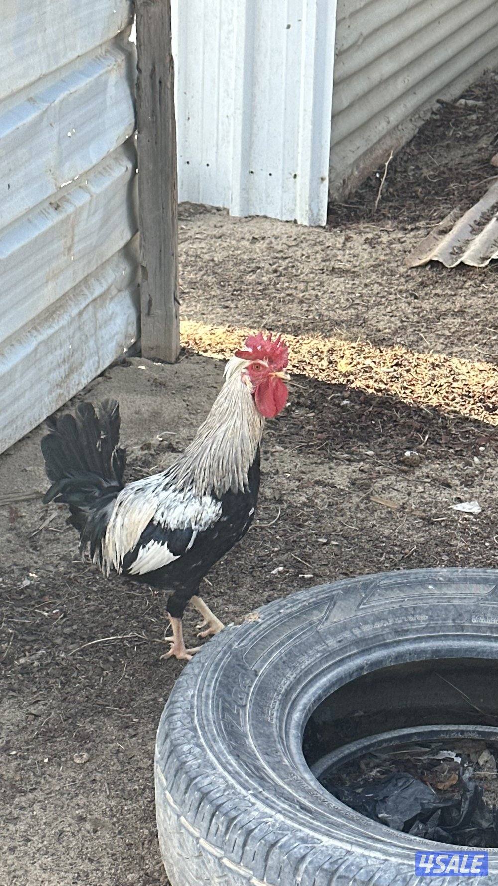 دجاج عربي قديم7