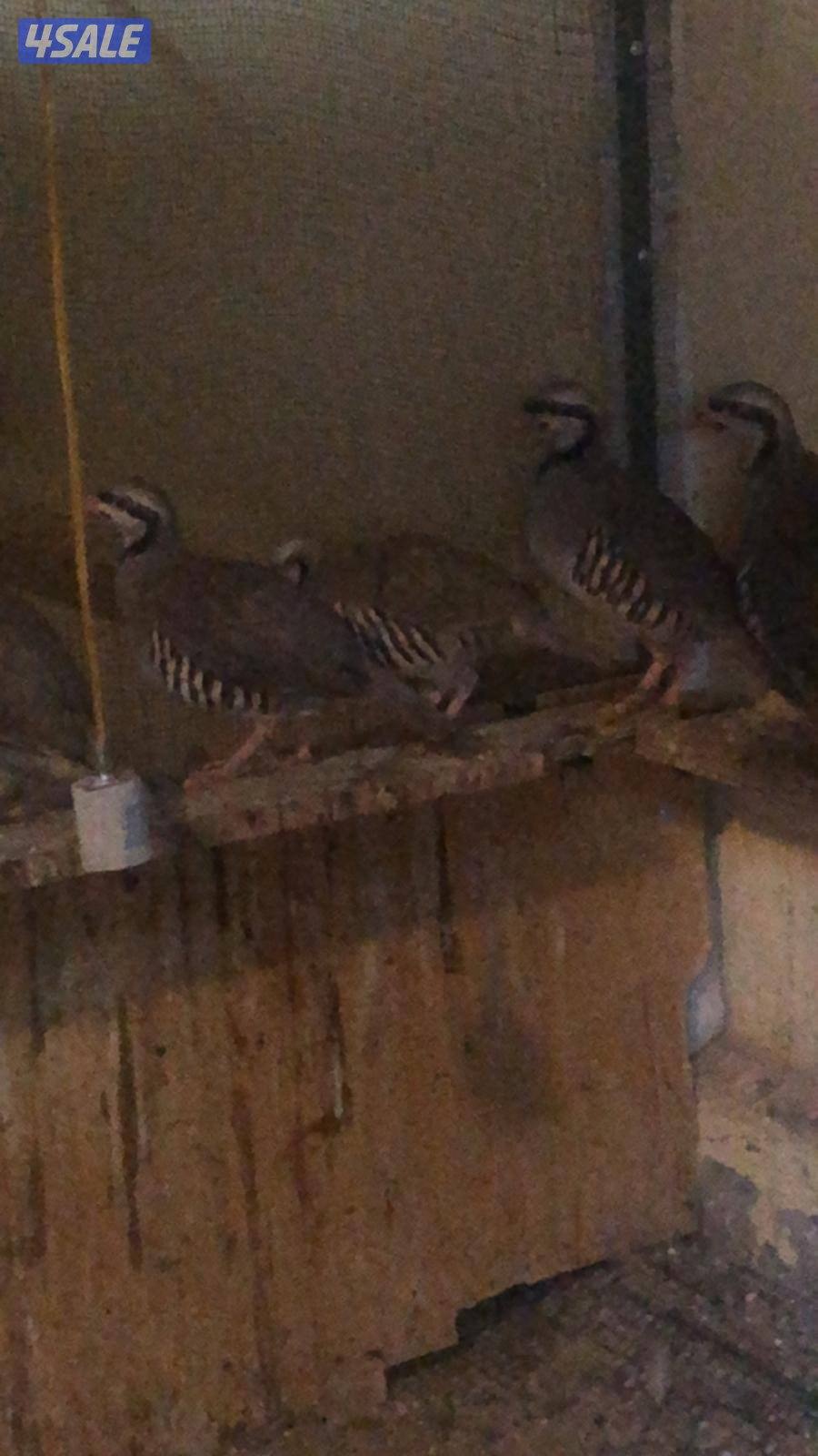 حجل الشنار0