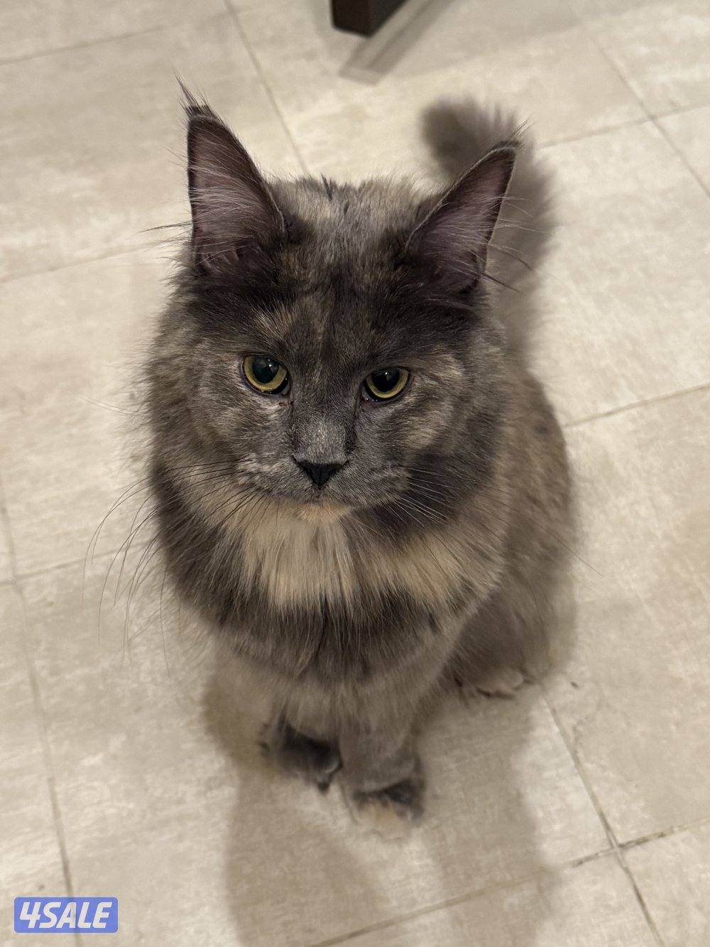 قطة ماين كون للبيع0