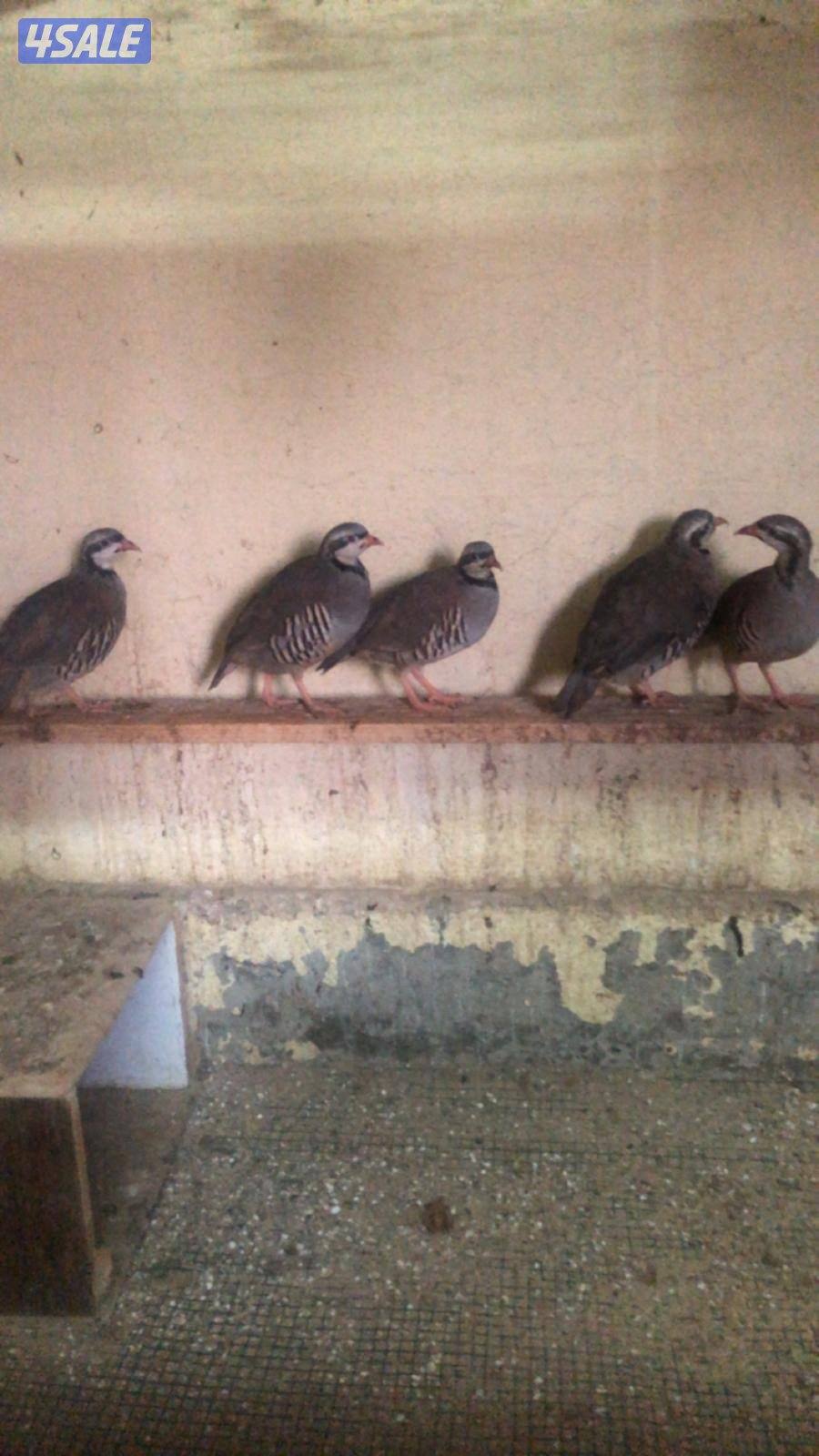 حجل الشنار1