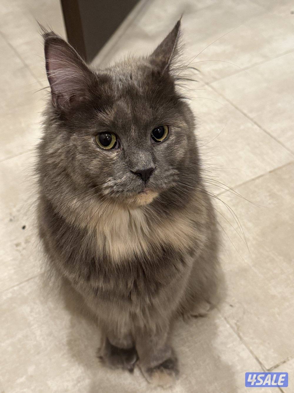 قطة ماين كون للبيع1