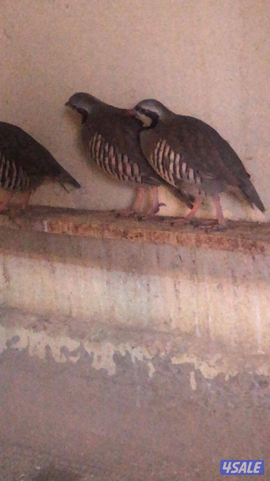 حجل الشنار3