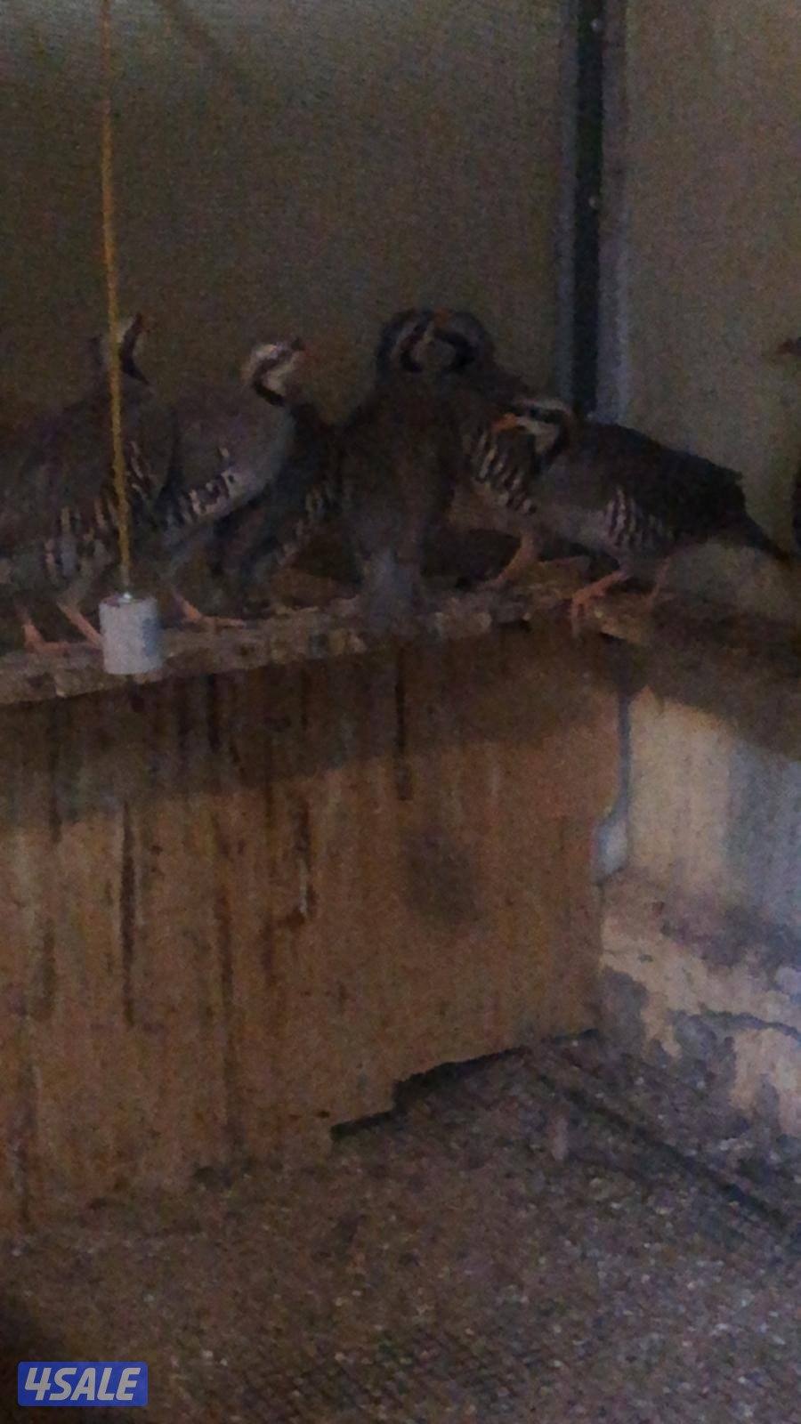 حجل الشنار2